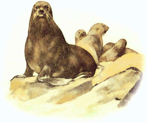 fur seal free clipart