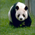 gaint panda free clipart