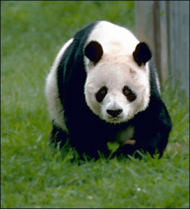gaint panda free clipart
