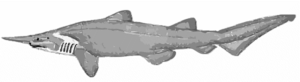 goblin shark free clipart
