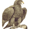 golden eagle free clipart