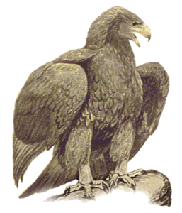 golden eagle free clipart