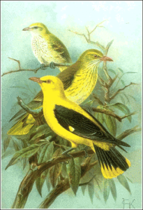 golden oriole free clipart