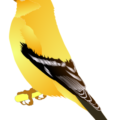 goldfinch free clipart