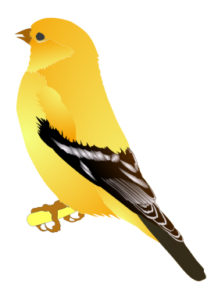 goldfinch free clipart