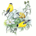 goldfinch spinus tristis free clipart