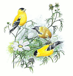 goldfinch spinus tristis free clipart