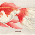 goldfish color free clipart