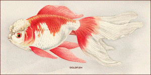 goldfish color free clipart