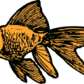 goldfish free clipart