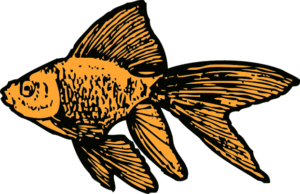 goldfish free clipart