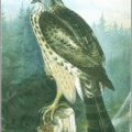 goshawk free clipart