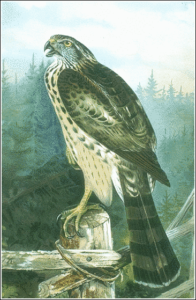 goshawk free clipart