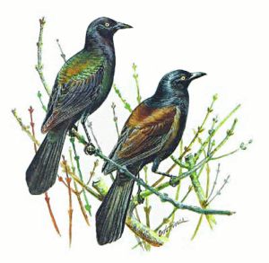 grackle free clipart