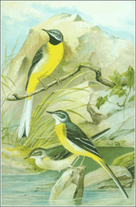 gray wagtail free clipart