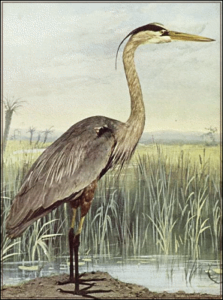 great blue heron ardea herodias free clipart