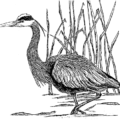 great blue heron bw free clipart