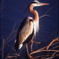 great blue heron free clipart