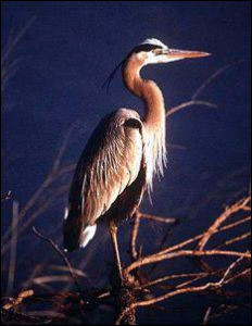 great blue heron free clipart