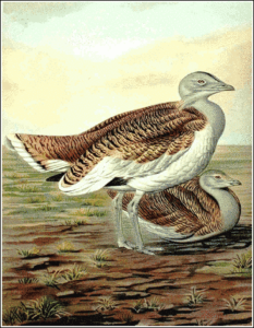 great bustard free clipart