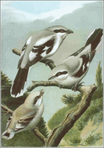 great grey shrike free clipart