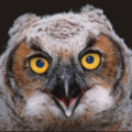 great horned owl free clipart