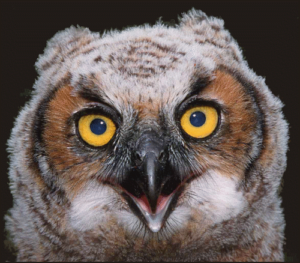 great horned owl free clipart