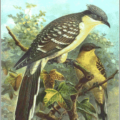 great spotted cuckoo free clipart