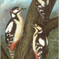 great spotted woodpecker free clipart