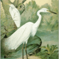 great white egret free clipart