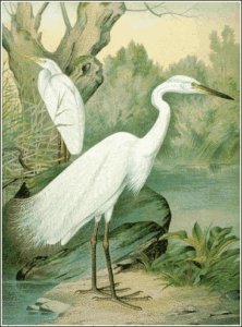 great white egret free clipart