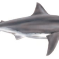 great white shark free clipart