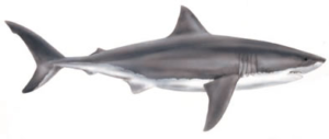 great white shark free clipart