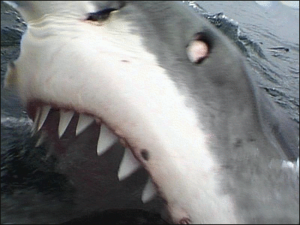 great white shark attack free clipart
