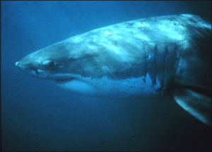 great white shark free clipart