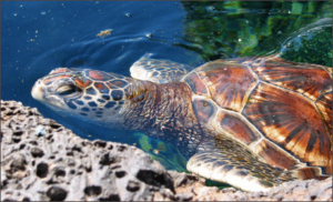 green sea turtle free clipart