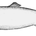 greenland shark free clipart