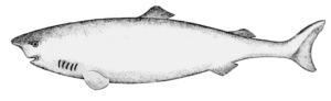 greenland shark free clipart