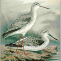 greenshank free clipart