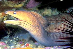 grey moray eel gymnothorax nubilus free clipart
