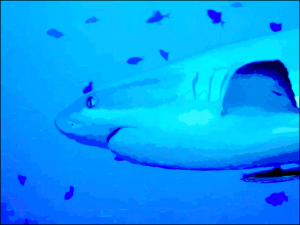 grey reef shark free clipart