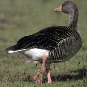 greylag goose free clipart