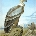 griffon vulture free clipart