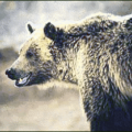 grizzly bear animal free clipart