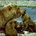 grizzly bear cubs free clipart