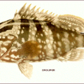 grouper free clipart