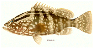 grouper free clipart