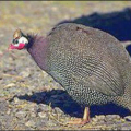 guinea fowl free clipart