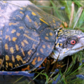 gulf coast box turtle free clipart