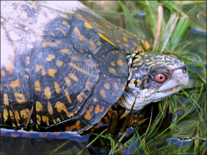 gulf coast box turtle free clipart